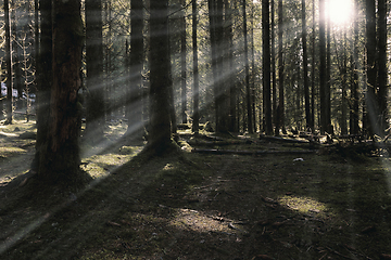 Image showing first sun rays in the forest