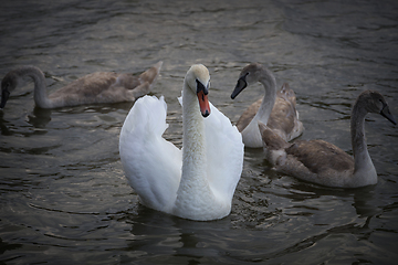 Image showing mute swan family