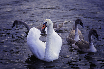 Image showing mute swan with chicks