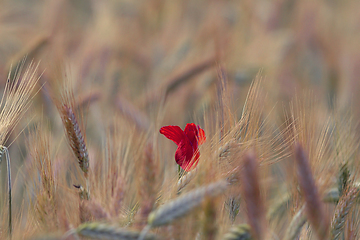 Image showing red wild poppy growing in a wheat field