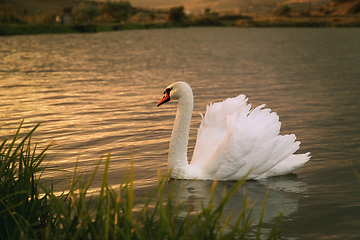 Image showing Swan on the lake surface