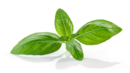Image showing fresh green basil leaf