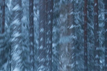 Image showing Winterwoods