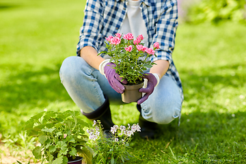 Image showing woman planting rose flowers at summer garden