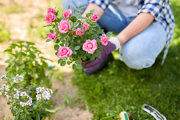 Image showing woman planting rose flowers at summer garden