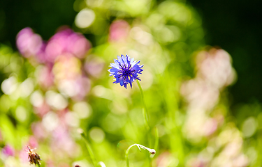 Image showing beautiful cornflower in summer garden