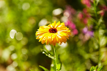 Image showing beautiful field flowers in summer garden