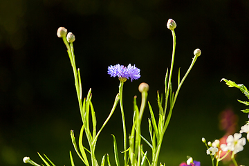 Image showing beautiful cornflower in summer garden