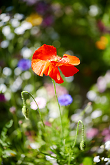 Image showing beautiful poppy flower in summer garden