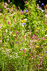 Image showing beautiful field flowers in summer garden