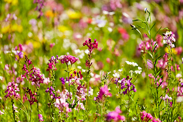Image showing beautiful field flowers in summer garden