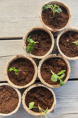 Image showing seedlings in pots with soil on wooden background