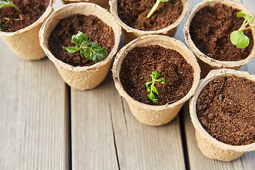 Image showing seedlings in pots with soil on wooden background