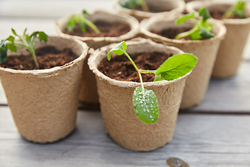 Image showing seedlings in pots with soil on wooden background