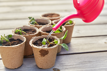 Image showing hand with watering can and seedlings in pots