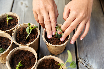 Image showing hands planting seedlings in starter pots with soil