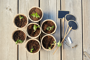 Image showing seedlings in pots with soil on wooden background