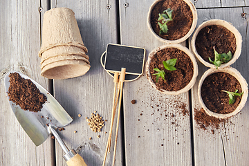 Image showing seedlings in pots with soil on wooden background