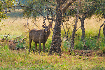 Image showing Male sambar Rusa unicolor deer in Ranthambore National Park, Rajasthan, India