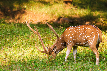 Image showing Beautiful male chital or spotted deer in Ranthambore National Park, Rajasthan, India