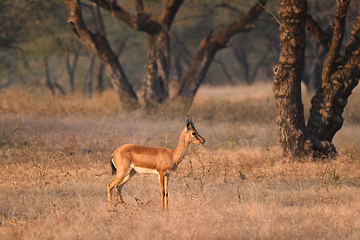 Image showing Indian bennetti gazelle or chinkara in Rathnambore National Park, Rajasthan, India