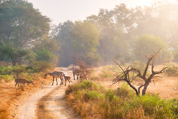 Image showing Families of blue bull nilgai and spotted deers in Ranthambore National park. Rajasthan, India.