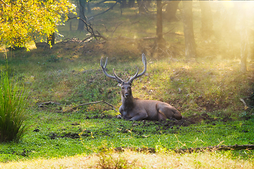 Image showing Beautiful male sambar Rusa unicolor deer resting in the Ranthambore National Park, Rajasthan, India.