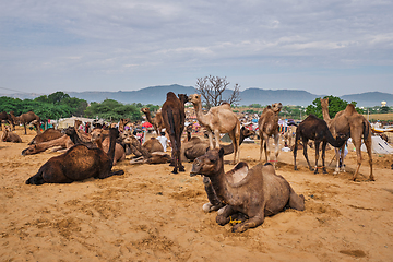 Image showing Camels at Pushkar Mela Pushkar Camel Fair , India