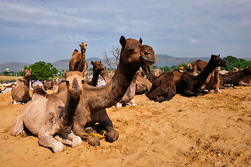 Image showing Camels at Pushkar Mela Pushkar Camel Fair , India