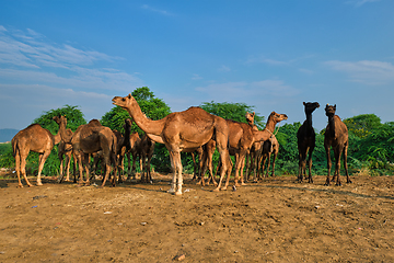 Image showing Camels at Pushkar Mela Pushkar Camel Fair , India