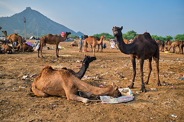 Image showing Camels at Pushkar Mela Pushkar Camel Fair , India