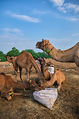 Image showing Camels at Pushkar Mela Pushkar Camel Fair , India