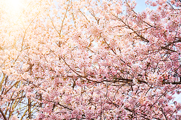 Image showing Blooming sakura cherry blossom