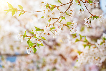 Image showing Blooming sakura cherry blossom