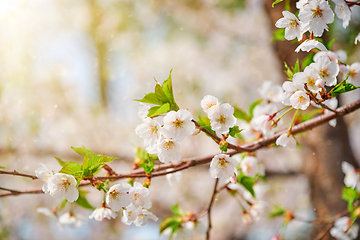 Image showing Blooming sakura cherry blossom