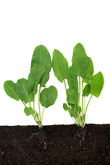 Image showing Organic Spinach Vegetable Plants Growing in Soil