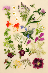 Image showing Healing Herbs and Flowers for Herbal Plant Medicine