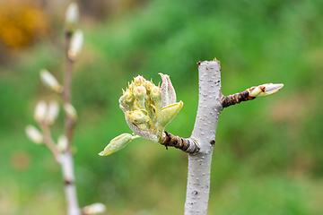 Image showing The first ovary of a pear seedling flower, close-up