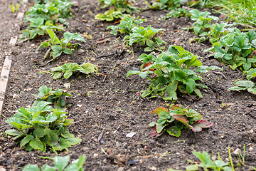Image showing A bed of strawberries in early spring, new leaves are growing