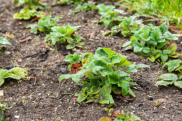 Image showing A bed of strawberries in early spring, after the snow has melted