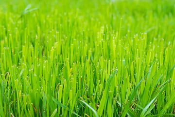 Image showing Trimmed fresh lawn close up