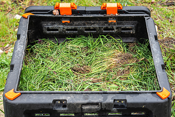 Image showing Freshly cut weeds in a plastic composter