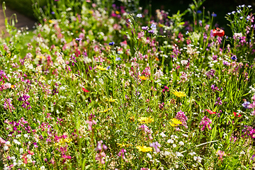 Image showing beautiful field flowers in summer garden