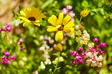 Image showing beautiful field flowers in summer garden