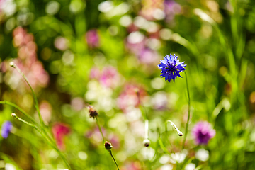 Image showing beautiful cornflower in summer garden