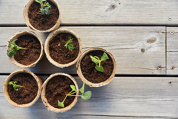 Image showing seedlings in pots with soil on wooden background