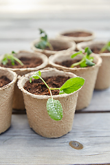 Image showing seedlings in pots with soil on wooden background