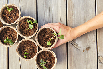 Image showing hand and seedlings in starter pots with soil