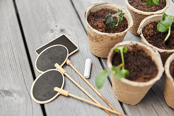 Image showing seedlings in pots with soil on wooden background
