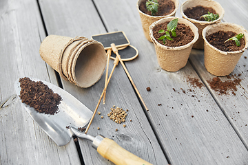 Image showing seedlings in pots with soil on wooden background